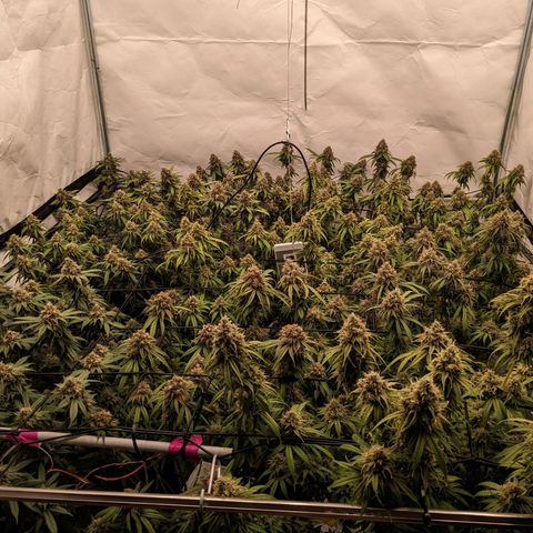 Pink Mist Scrog + Mainlining growlog timeline photo
