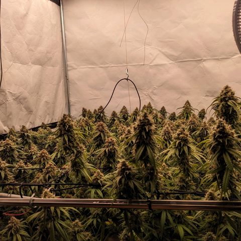 Pink Mist Scrog + Mainlining growlog timeline photo