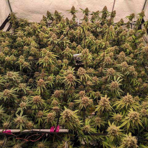 Pink Mist Scrog + Mainlining growlog timeline photo