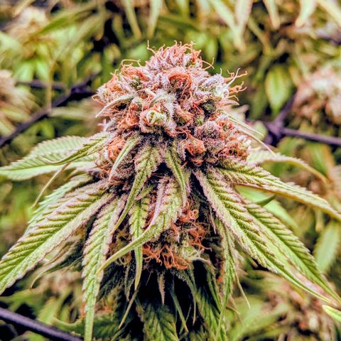 Pink Mist Scrog + Mainlining growlog timeline photo