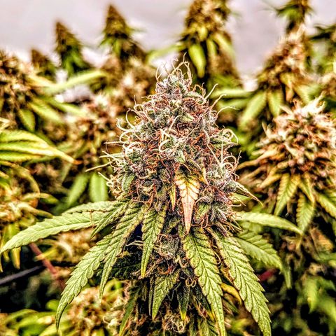 Pink Mist Scrog + Mainlining growlog timeline photo