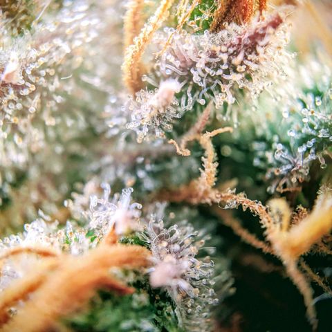 Pink Mist Scrog + Mainlining growlog photo: Die mother Gorilla sind fast so weit. Pink Mist braucht noch. Eventuell 2 Wochen 