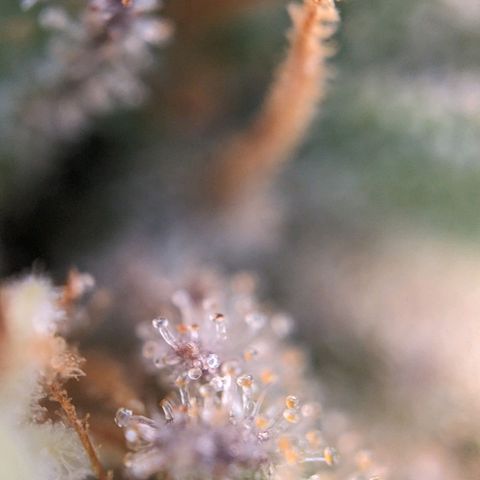 Pink Mist Scrog + Mainlining growlog photo: Die mother Gorilla sind fast so weit. Pink Mist braucht noch. Eventuell 2 Wochen 