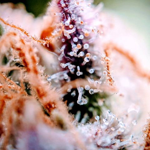 Pink Mist Scrog + Mainlining growlog photo: Die mother Gorilla sind fast so weit. Pink Mist braucht noch. Eventuell 2 Wochen 