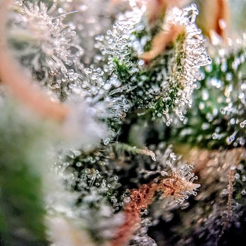 Pink Mist Scrog + Mainlining growlog photo: Die mother Gorilla sind fast so weit. Pink Mist braucht noch. Eventuell 2 Wochen 