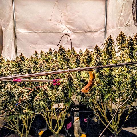 Pink Mist Scrog + Mainlining growlog photo: Mit obligatorischer Referenz Banane 