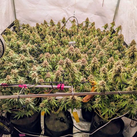 Pink Mist Scrog + Mainlining growlog photo: Mit obligatorischer Referenz Banane 