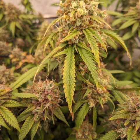 Pink Mist Scrog + Mainlining growlog photo: Mit obligatorischer Referenz Banane 
