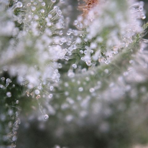 Pink Mist Scrog + Mainlining growlog timeline photo