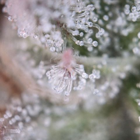 Pink Mist Scrog + Mainlining growlog timeline photo