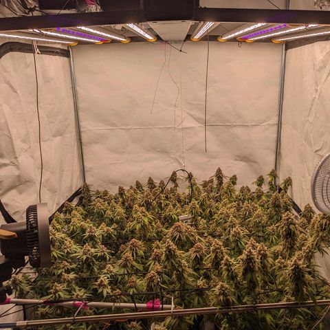 Pink Mist Scrog + Mainlining growlog timeline photo