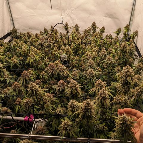 Pink Mist Scrog + Mainlining growlog timeline photo