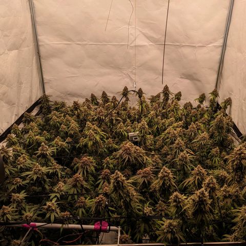 Pink Mist Scrog + Mainlining growlog timeline photo