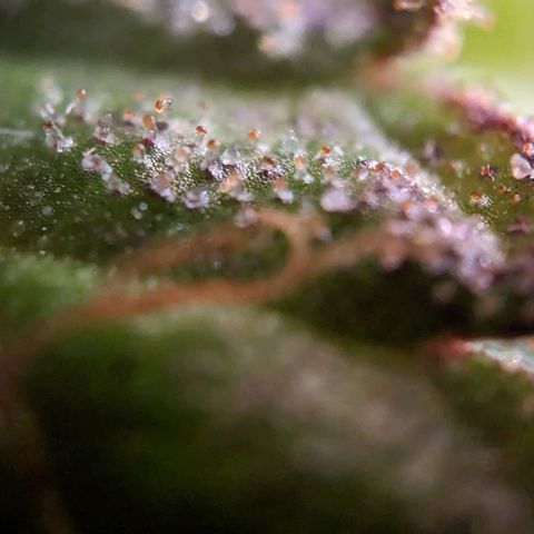 Pink Mist Scrog + Mainlining growlog timeline photo