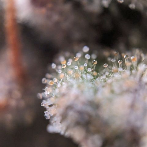 Pink Mist Scrog + Mainlining growlog timeline photo