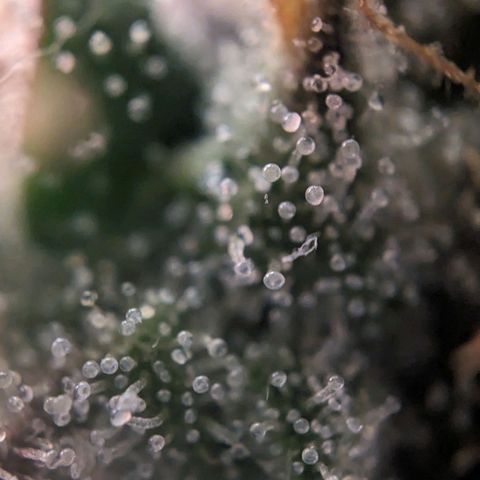 Pink Mist Scrog + Mainlining growlog timeline photo