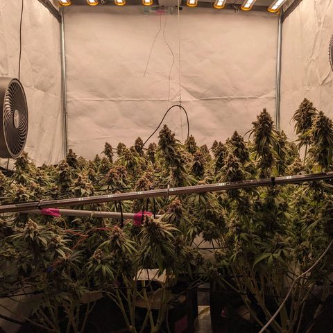 Pink Mist Scrog + Mainlining growlog timeline photo