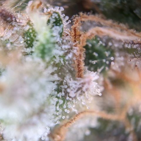 Pink Mist Scrog + Mainlining growlog timeline photo