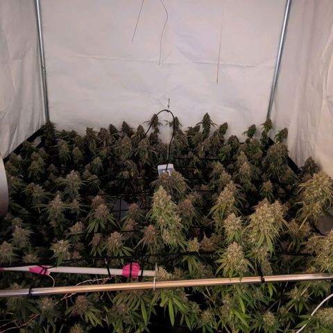 Pink Mist Scrog + Mainlining growlog timeline photo