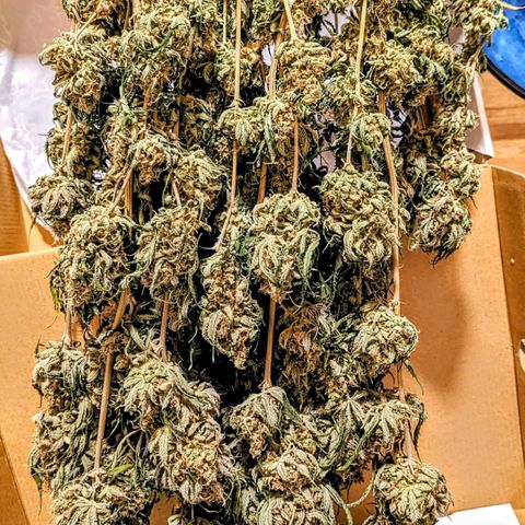 Pink Mist Scrog + Mainlining growlog photo: Nach 14 Tage aufhängen bei 20 Grad und 60% Luftfeuchtigkeit 