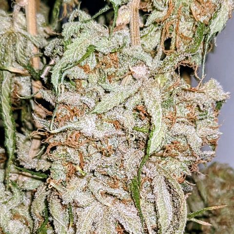 Pink Mist Scrog + Mainlining growlog photo: Nach 14 Tage aufhängen bei 20 Grad und 60% Luftfeuchtigkeit 