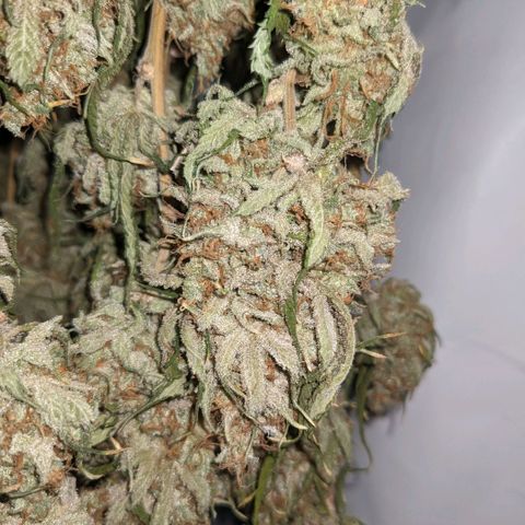 Pink Mist Scrog + Mainlining growlog photo: Nach 14 Tage aufhängen bei 20 Grad und 60% Luftfeuchtigkeit 