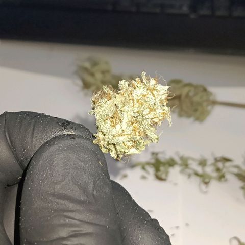 F1 Epsilon growlog photo: I trimmed the buds dry before the curing process. I still have to weigh the buds but this is the final amount of one plant. Not bad for a first try. 