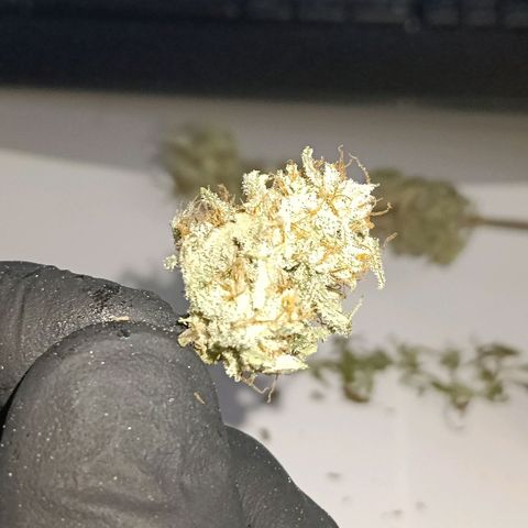 F1 Epsilon growlog photo: I trimmed the buds dry before the curing process. I still have to weigh the buds but this is the final amount of one plant. Not bad for a first try. 