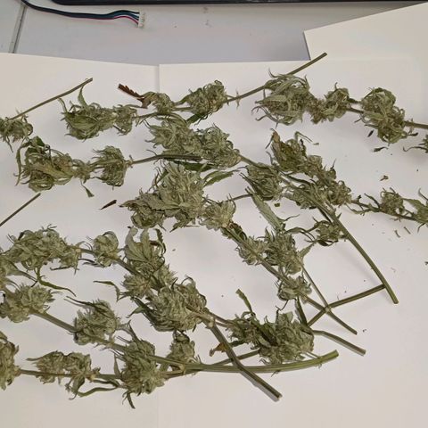 F1 Epsilon growlog photo: I trimmed the buds dry before the curing process. I still have to weigh the buds but this is the final amount of one plant. Not bad for a first try. 