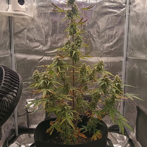 F1 Epsilon growlog photo: The final picture before cutting the plant at the stam. After this I placed the plant upside down in the tent with the ventilator and fan running. 
