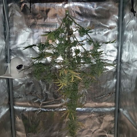 F1 Epsilon growlog photo: The final picture before cutting the plant at the stam. After this I placed the plant upside down in the tent with the ventilator and fan running. 