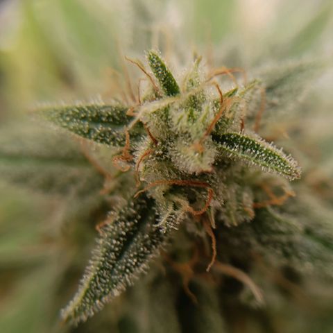 F1 Epsilon growlog photo: Checked the terpines today. Almost ready to harvest. I am going for a milky white with one or two ambers. Starting to look great. 