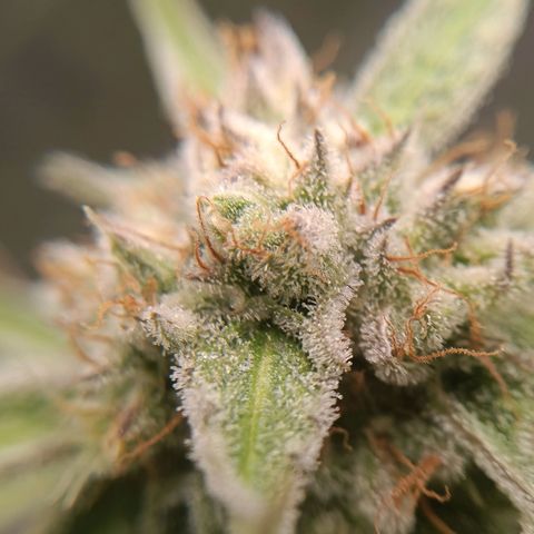 F1 Epsilon growlog photo: Checked the terpines today. Almost ready to harvest. I am going for a milky white with one or two ambers. Starting to look great. 
