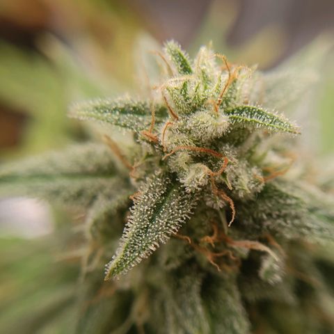 F1 Epsilon growlog photo: Checked the terpines today. Almost ready to harvest. I am going for a milky white with one or two ambers. Starting to look great. 