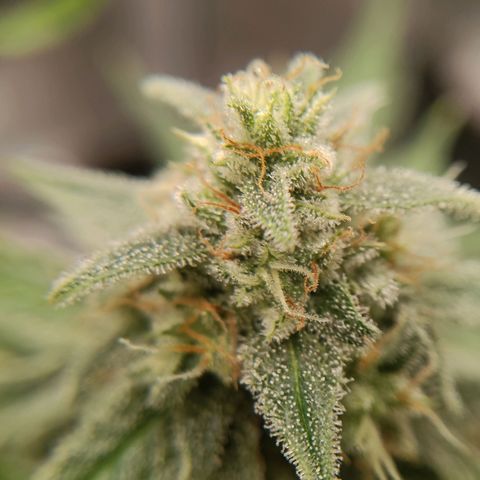 F1 Epsilon growlog photo: Checked the terpines today. Almost ready to harvest. I am going for a milky white with one or two ambers. Starting to look great. 