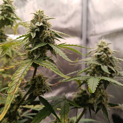 F1 Epsilon growlog photo: I see some nice buds. The leaves starting to yellow a bit more but that is ok since we are close to harvest. Still on the 2.5 liter water on Saturday and Tuesday. 