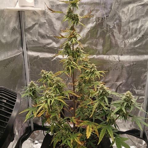 F1 Epsilon growlog photo: I see some nice buds. The leaves starting to yellow a bit more but that is ok since we are close to harvest. Still on the 2.5 liter water on Saturday and Tuesday. 