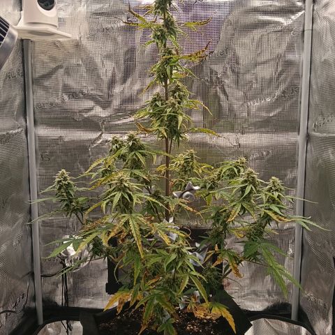 F1 Epsilon growlog timeline photo