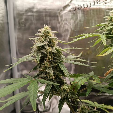 F1 Epsilon growlog timeline photo