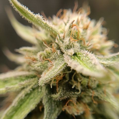 F1 Epsilon growlog timeline photo