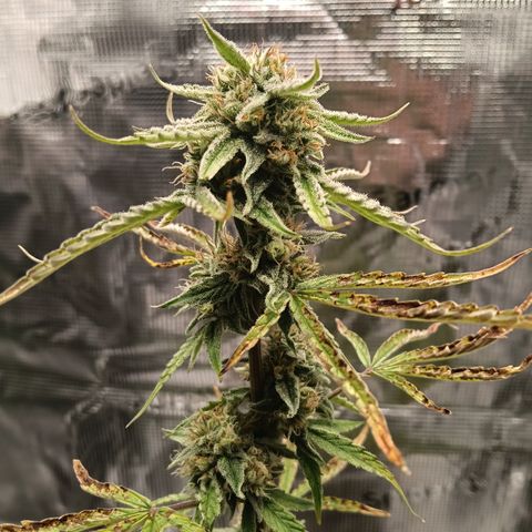 F1 Epsilon growlog timeline photo