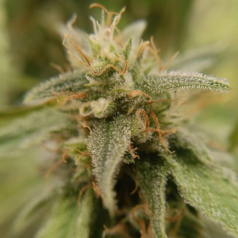 F1 Epsilon growlog photo: 2.5 liter clean water and made some closeups of the buds to check the status. Still going for 18 hours per day with the light. 