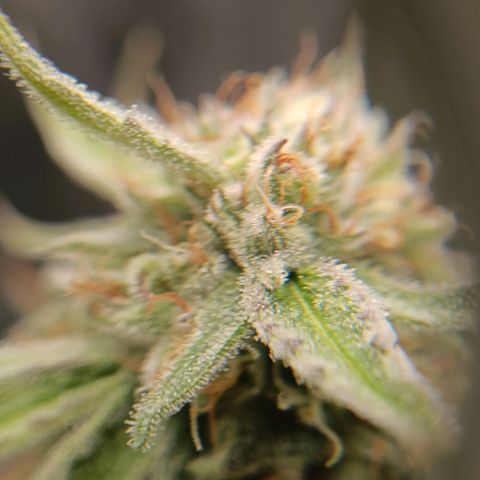 F1 Epsilon growlog photo: 2.5 liter clean water and made some closeups of the buds to check the status. Still going for 18 hours per day with the light. 