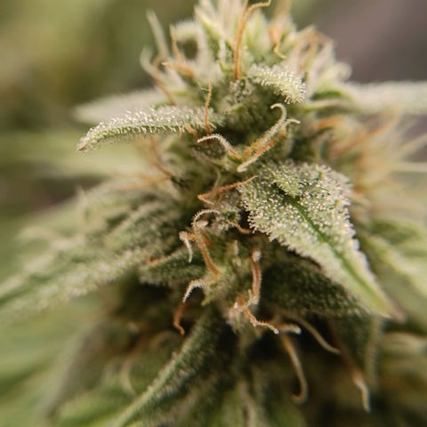 F1 Epsilon growlog photo: 2.5 liter clean water and made some closeups of the buds to check the status. Still going for 18 hours per day with the light. 