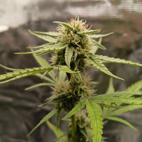 F1 Epsilon growlog photo: Looking healthy. 