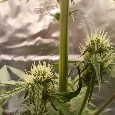 F1 Epsilon growlog timeline photo