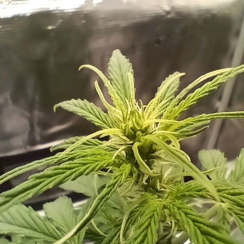 F1 Epsilon growlog photo: Some yellowing on the tips due to too much light. This might be a quick fix. 