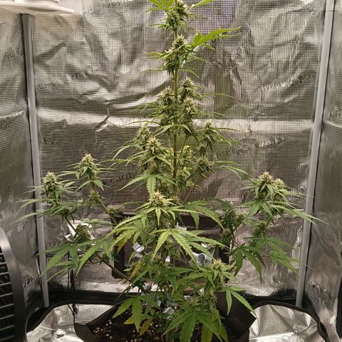 F1 Epsilon growlog photo: Looking healthy. 