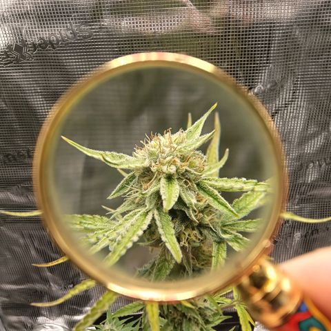 F1 Epsilon growlog photo: Nice! The first closeups of the beautiful sugary buds. 