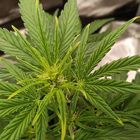 F1 Epsilon growlog photo: Some yellowing on the tips due to too much light. This might be a quick fix. 